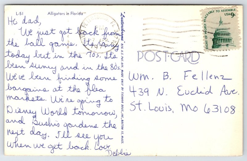 Animals~Alligators By Lake In Florida~Vintage Postcard