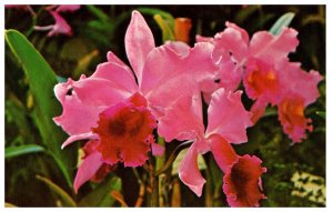 Beautiful orchids one of many hues Hawaii Postcard