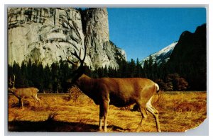 Postcard CA Deer At Yosemite National Park California