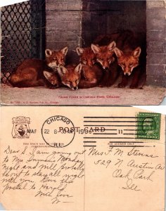 Foxes, Lincoln Park, Chicago, Ill. (26170