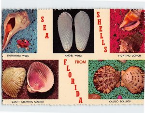 Postcard Sea Shells From Florida