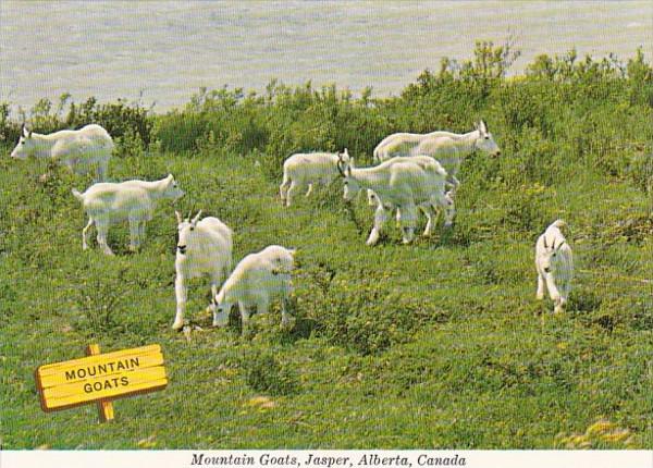 Canada Jasper Mountain Goats
