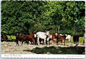 Postcard - A Lot of Florida Bull, USA