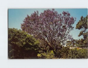 Postcard The Jacaranda Tree, Florida