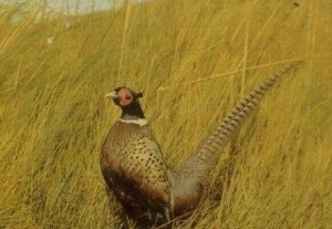 Postcard  Greetings from South Dakota  Pheasant Paradise of the Nation     aa1