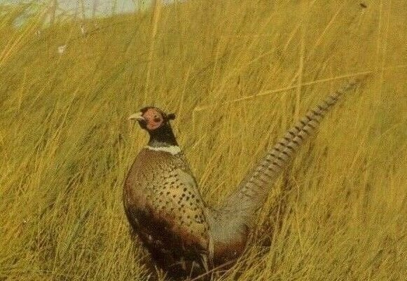 Postcard  Greetings from South Dakota  Pheasant Paradise of the Nation     aa1