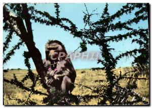 Modern Postcard Baboon Monkey