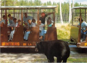 US40 postcard animal ZOO St-Felicien Quebec Canada Orignaux black bear train