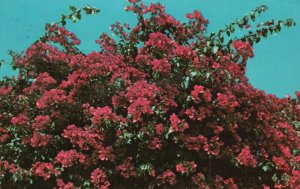 Vintage Postcard 1969 Bougainvillea Ornamental Tropical Plant Red Flowers 