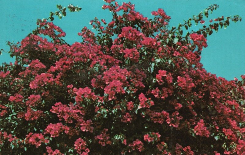 Vintage Postcard 1969 Bougainvillea Ornamental Tropical Plant Red Flowers 