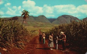 Vintage Postcard Sugar Fields West Maui Mountains Foothills Green Carpet Hawaii