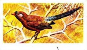 Brooke Bond Trade Card Tropical Birds No 13 Violet-Eared Waxbill