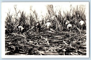 Hawaii HI Postcard RPPC Photo Cutting Sugar Cane Scene Field Farmers c1930's