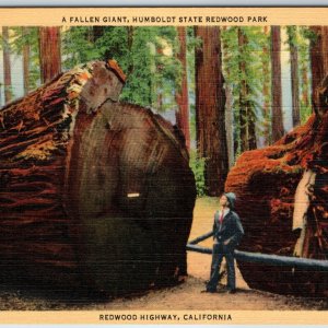 1935 Redwood Highway, Cali. A Fallen Giant Tree Humbold State Park Teich CA A206