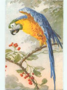 Pre-1980 BEAUTIFUL PARROT BIRD AC5940