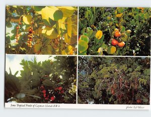 M-112458 Some Tropical Fruits of Cayman Islands British Overseas Territories
