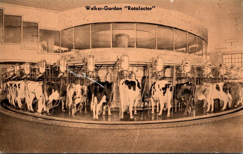 Cows Walker-Gordon Rotlactor Milking Machine Plainsboro Curteich