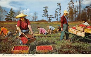 Harvesting Cranberries Cape Cod, Massachusetts, USA Unused 