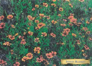 Indian Blanket TX, Texas and Southwest US - State Flower California - pm 2001