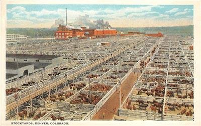 Stockyards, Denver, Colorado Livestock Sheep c1920s Vintage Postcard