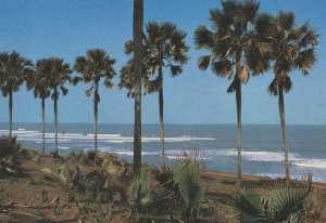 Fajara Cliffs Fan Palms African Postcard