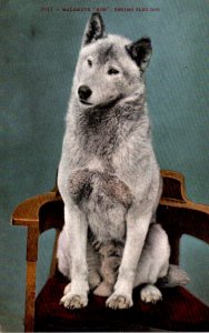 Dogs Malamute Bob Eskimo Sled Dog Alaska
