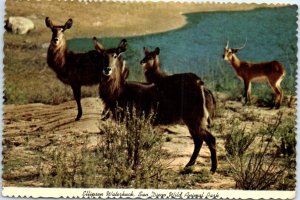 Postcard - Ellipsen Waterbuck, San Diego Wild Animal Park - San Diego, CA