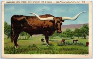 Texas Long Horn (Steer) Width of Horns 9ft. 6 inches - Texas, New Mexico 