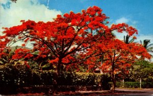 Hawaii Royal Poinciana Tree In Full Bloom 1961