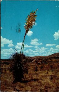 VINTAGE POSTCARD THE YUCCA - THE STATE FLOWER OF NEW MEXICO POSTED LAWTON OKLA 1