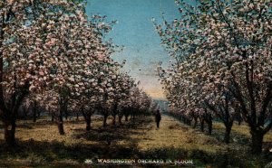 USA Washington Orchard In Bloom Vintage Postcard 08.99