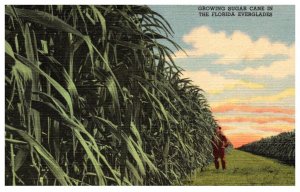 Floriida  Sugar Cane Grove