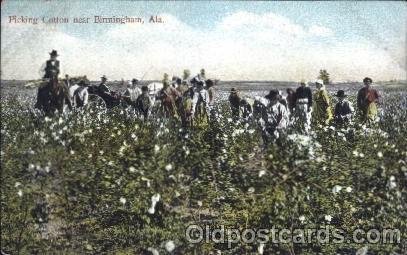 Picking Cotton near Birmingham, Ala, USA Black Unused light corner wear, ligh...