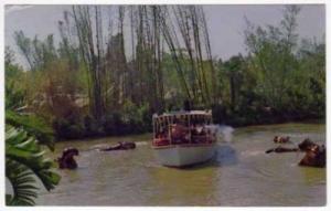 Disneyland Postcard Hippopotami Pool