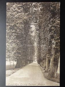 Cambridge: Trinity College Avenue c1917 by F.Frith No.26483