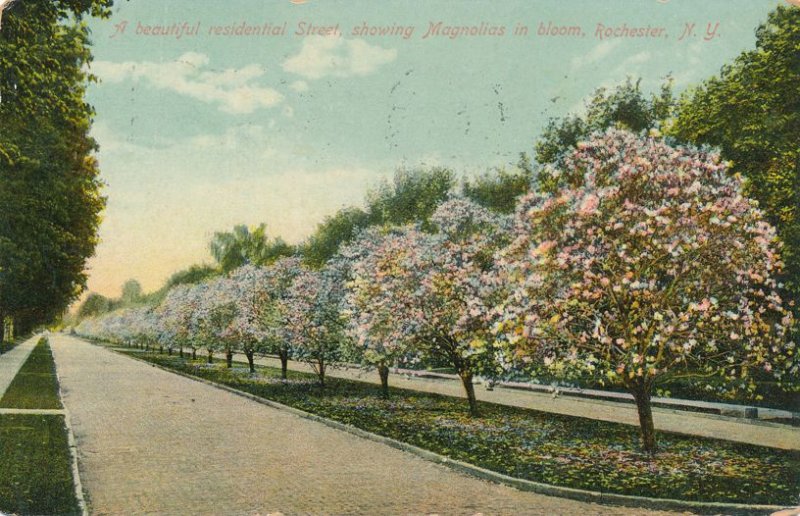 Residential Street (Oxford) with Magnolias in Bloom Rochester NY New York pm1909