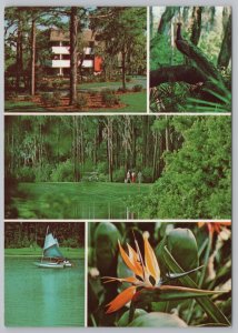 Tarpon Springs Florida~5 Nature Scenes Innisbrook Estate~Continental Postcard