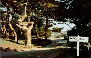 Ghost Tree Monterey CA California Unused Vintage Postcard H5