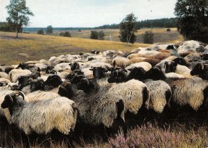 US4685 Heidschnucken im Naturschutzgebiet Lueneburger Heide Sheep paturage