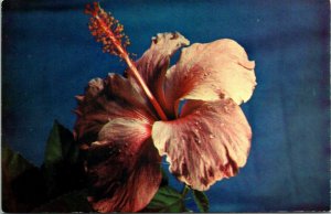 VINTAGE CONTINENTAL SIZE POSTCARD HIBISCUS FLOWER OF BARBADOS MAILED 1975