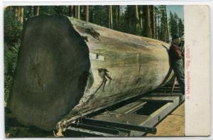 Big Stick Log Logging Washington 1910c postcard