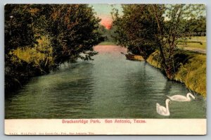 San Antonio  Texas  Brackenridge Park  Postcard