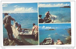 3-Views, Bermuda fisherman hauling innet with a catch of jacks, 30-40s