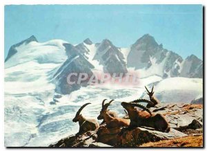 Postcard Modern Animals Our Mountains on high Ibex Summits meal