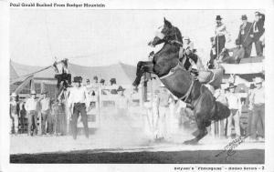 Horse BADGER MOUNTAIN Bucks Cowboy PAUL GOULD  Stryker's Rodeo Series Postcard