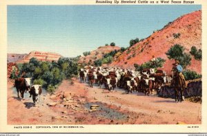 Texas Rounding Up Hereford Cattle On A West Texas Ranch 1942 Curteich