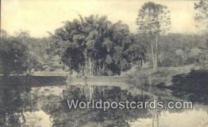Giant Bamboos Peradeniya Gardens Ceylon, Sri Lanka Unused 