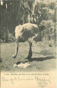 Ostrich Farm Florida Nest #A-15549 Rotograph undivided 1907 Postcard 21-11434