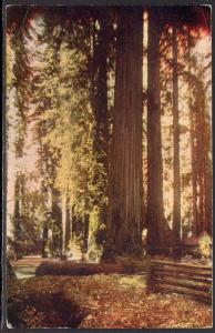 California Redwoods BIN