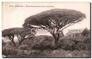 Old Postcard Frejus Villa Aurelienne between Pins